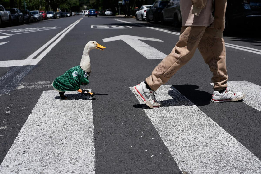 Conoce a Merlin, el pato que irrumpió en el Mundial